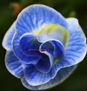 Double Blue Pea 100 Seeds RARE Flower Fast Grew