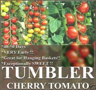 Tomato Seeds Heirloom Tumbler Hanging Basket Pot
