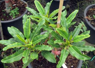 Plumeria with Rooted Chinagreatwall Very RARE