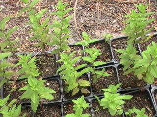 Get Fresh Peppermint Everyday Grow Indoor Outdoor 2 Plants