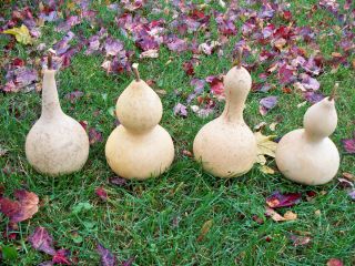 Four Dried Birdhouse Gourds for Crafts