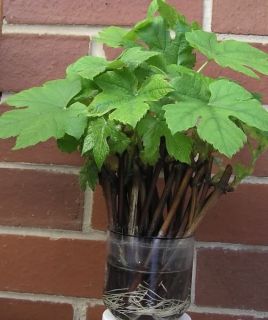 Marquette Grape cuttings Cold Hardy Hybrid Red Wine Grapevine Sticks