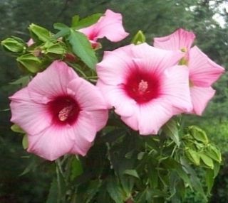 Hibiscus Lady Baltimore Hardy Perennial 1 Plant