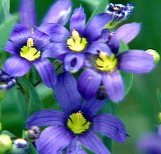 Great Ornamental Colors Perennial Blue Eyed Grass Seeds