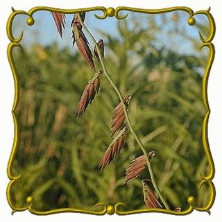 lb Side Oats Grama Bulk Wild Grass Seeds