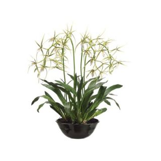 Tori Home 32 Brassia Orchid Plant with Terra Cotta Bowl   LFO145 GR