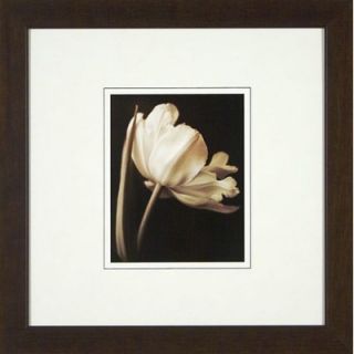 Phoenix Galleries Champagne Tulips 1 Framed Print