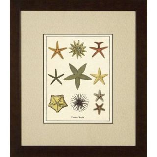 Phoenix Galleries Varieties of Starfish Giclee Print