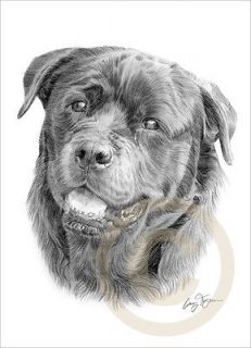 Dog ROTTWEILER LE Art pencil drawing print A4 signed by artist