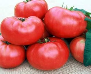 description this tomato is an heirloom dark pink potato leaf 1 to 2