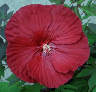 Cranberry Crush Hardy Hibiscus Plant in 4 5 Pot
