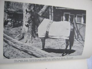 1959 The Family Horse Pauline w Herman Fully Illus