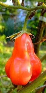 Heirloom Tlacolula Pink Tomato 30 Seeds Funny Looking