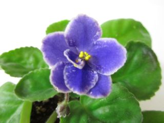 African Violet Plant Perfect Harmony