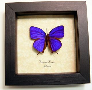Arhopala Hercules Real Framed metallic Purple Butterfly 8041