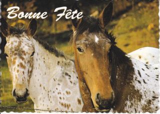 Appaloosa Horse Postcard Pair of Horses Bonne Fete