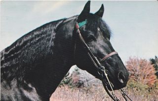 EMERALDS COCHISE   BEAUTIFUL BLACK MORGAN STALLION HEADSTUDY HORSE