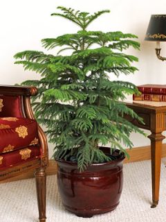 Pine Araucaria Heterophylla Grow Your Own Christmas Tree PF009
