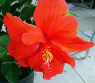 Tropical Hibiscus Plant Big Double Red Flowers AndersonS