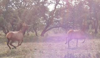 Elk Cow Hunt in The Texas Hill Country