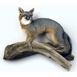 Gray Fox Standing on Driftwood Taxidermy Mount: Everything