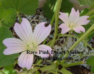 113 Hollyhock Flower Garden Seeds RARE Lilac Perennial
