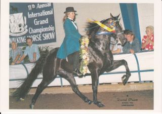 Tennessee Walker TW Horse Collector Card International Show Winner