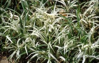 Liriope Ground Cover Monkey Grass 12 Rooted Plants Evergreen Shade or