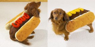 Turn any dog into a hot dog with Our Hot Diggity Dog costumes.
