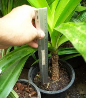 Bulb Crinum Amabile Donn Plant Phytosanitary Certifi