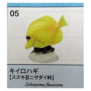 Yellow Tang Zebrasoma Flavescens High Grade Exotic Fish