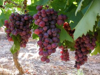 Red Globe Grapes Tree 10 Seeds