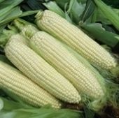 Corn White Howells Evergreen Heirloom Organic 20 Seeds Delicious N