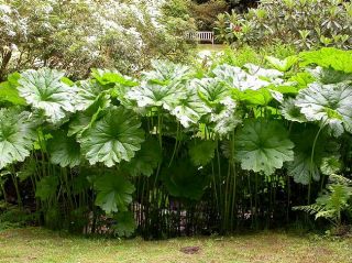 Darmera Umbrella Plant 24 Leaves Indian Rhubarb Hardy 5 7 Likes
