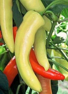 Hot Hungarian Yellow Wax Pepper 4 Plants