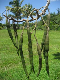Moringa Oleifera Lam Plant Free Phytosanitary Certificate