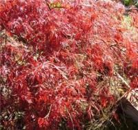 Inaba Shidari Lacy Weeping Japanese Maple Tree Crimson 5 Fresh Seeds