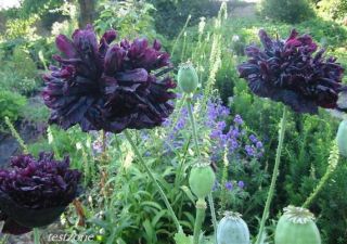  Poppy Plant   25 Seeds  Indescribably Purple Elegant Beauty Flowers