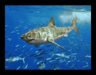  Image of Great White Shark Fish at Isla Guadalupe Mexico Travel