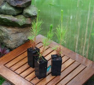 Three Japanese Black Pine Trees Bonsai Starters