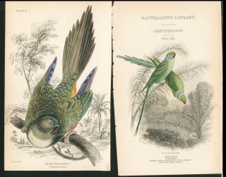 1839 Jardine 1st Edition Naturalists Library Parrot Arara Patogonica