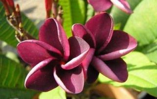 Mai Thai, a beautiful deep violet Plumeria from Thailand with a