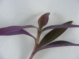 Purple Heart Wandering Jew 7 Cutting Purple Flower Plant +A Free