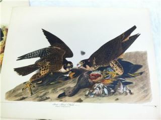 Antique John James Audubon Prints Lithographs Bowen 1844 Havell 1835