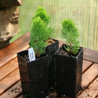 Three 'Morgan' Arborvitae Mini Dwarf Conifer  