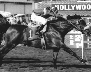 John Henry Hollywood Race Course Eclipse Horse Photo  