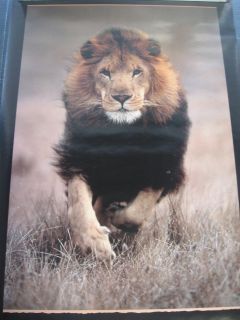 African Lion Panthera Leo Nature Wall Poster PBX678