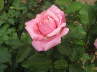 New Belindas Dream Knock Out Pink Rose 3 4 Pot Shrub Type Fragrant