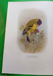 Siskin Illustration from w H Hudson Book Birds from La Plata