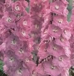 100 Pink Perfection Larkspur Delphinium Consolida Ambigua Flower Seeds
